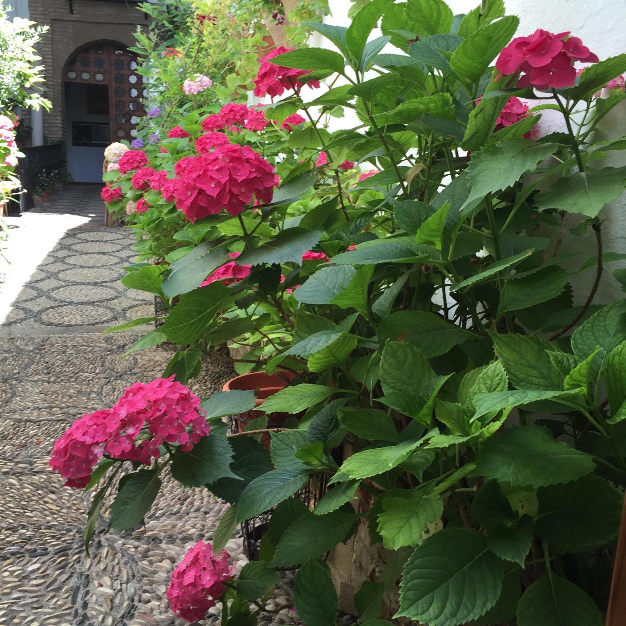 Los Patios Кордоба Екстериор снимка